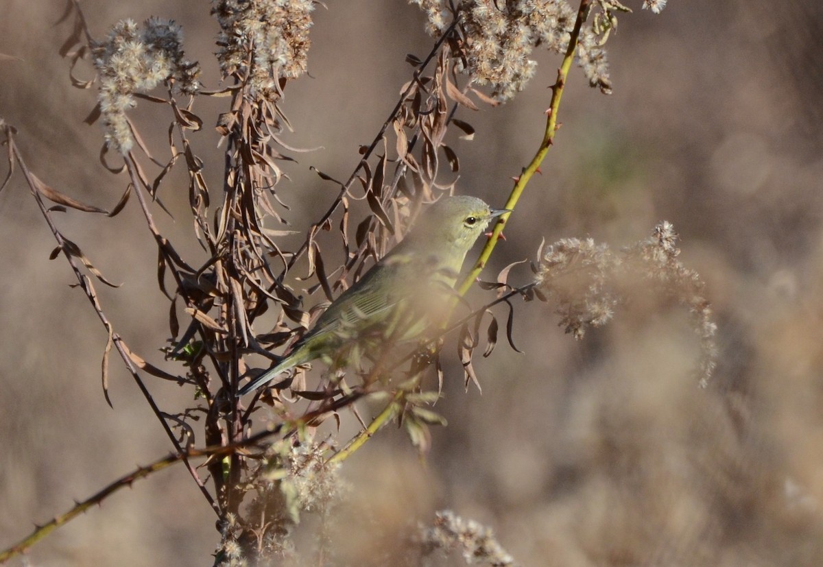 Orange-crowned Warbler - Doug Weidemann