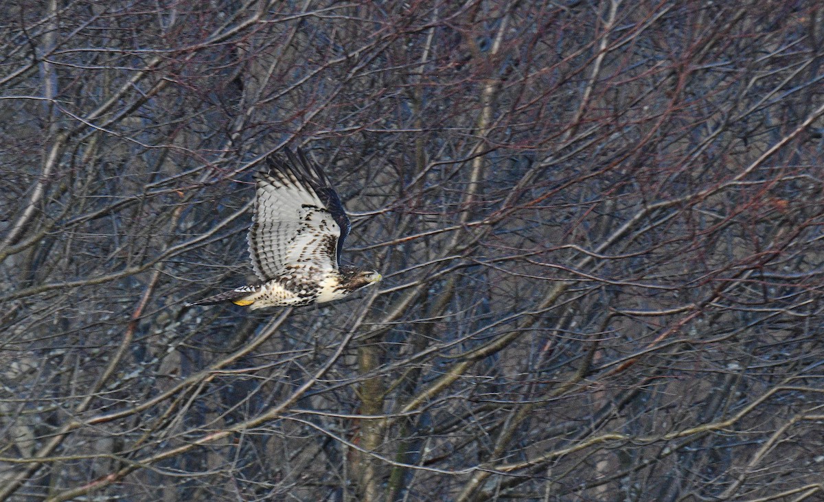 Rotschwanzbussard - ML610793591