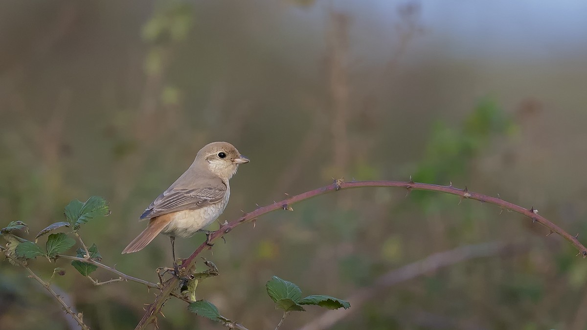 Isabelline Shrike - ML610793627