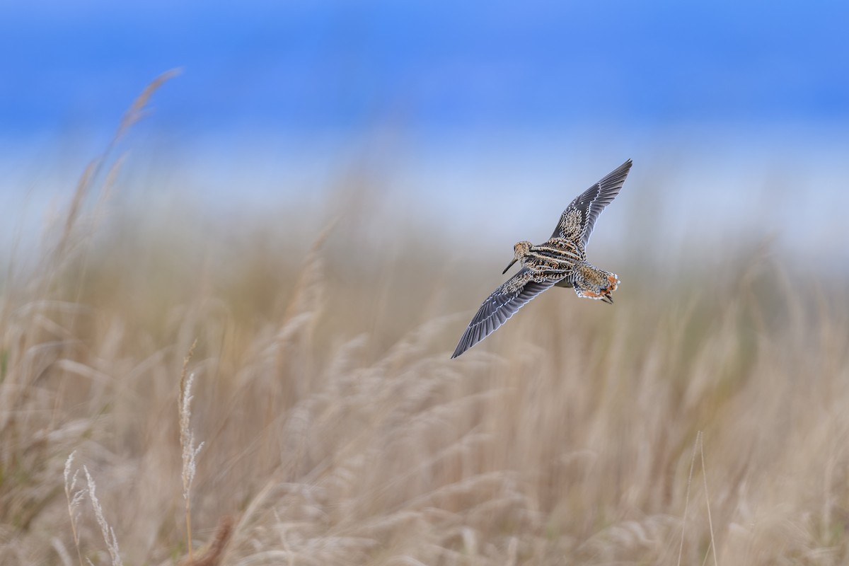 Wilson's Snipe - ML610793636