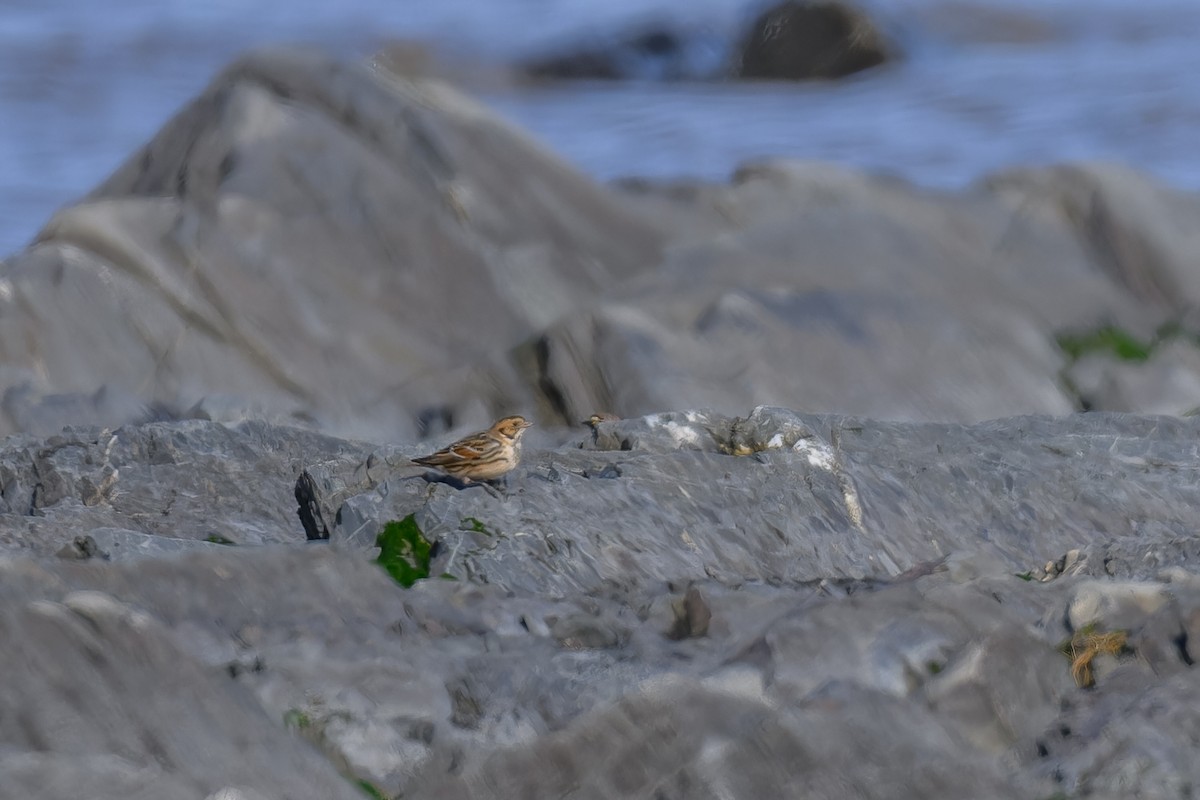 Lapland Longspur - ML610793678