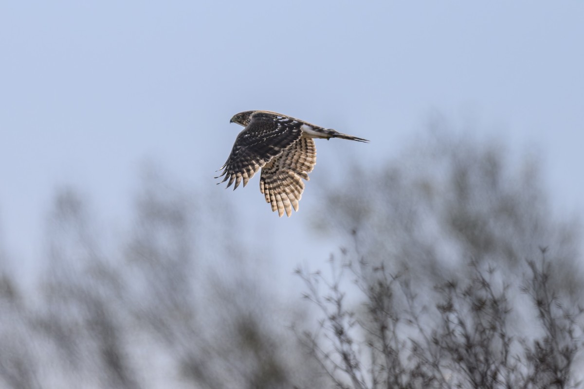 Cooper's Hawk - ML610793718