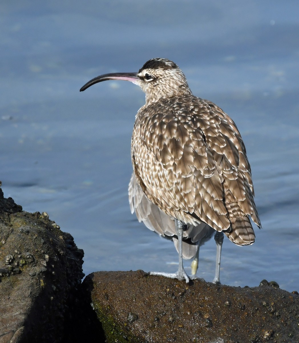 Whimbrel - Richard Taylor