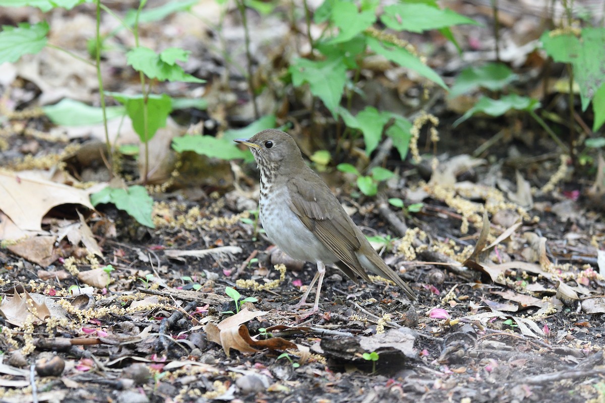 Bicknell's Thrush - ML610793856