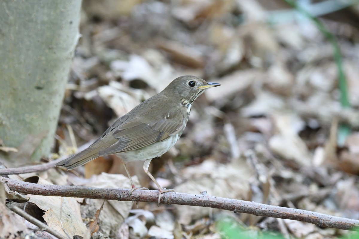 Bicknell's Thrush - ML610793858