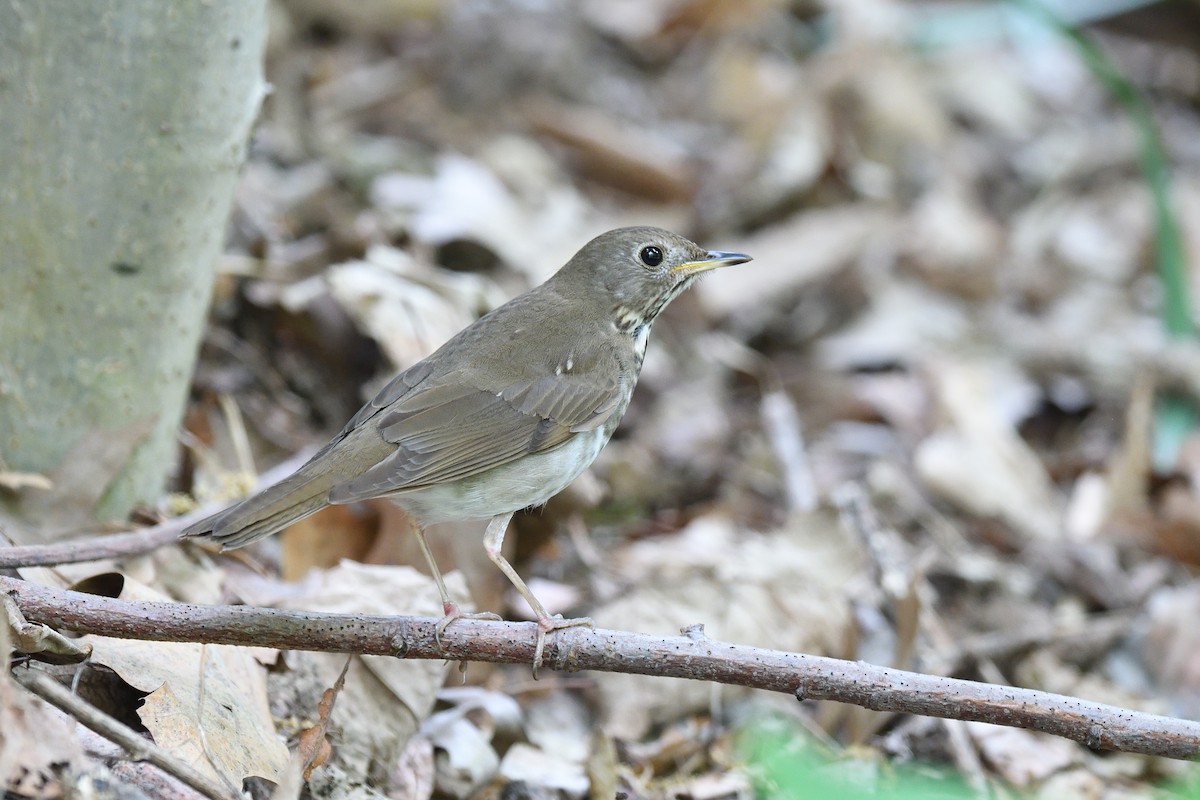 Bicknell's Thrush - ML610793859