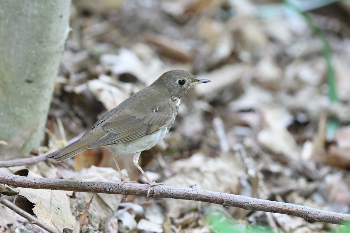 Bicknell's Thrush - ML610793860