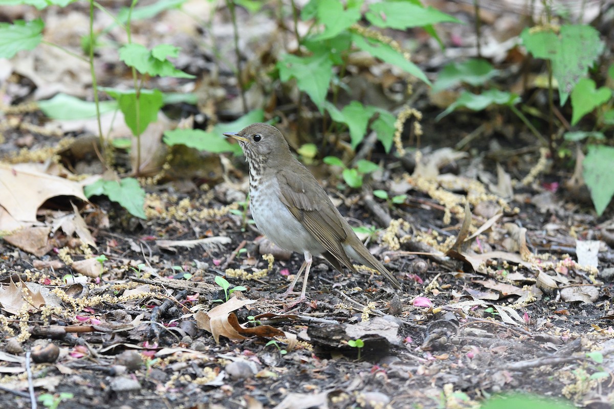 Bicknell's Thrush - ML610793861