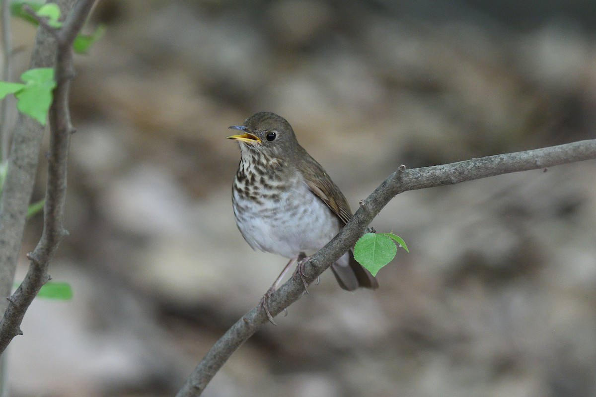 Bicknell's Thrush - ML610793862