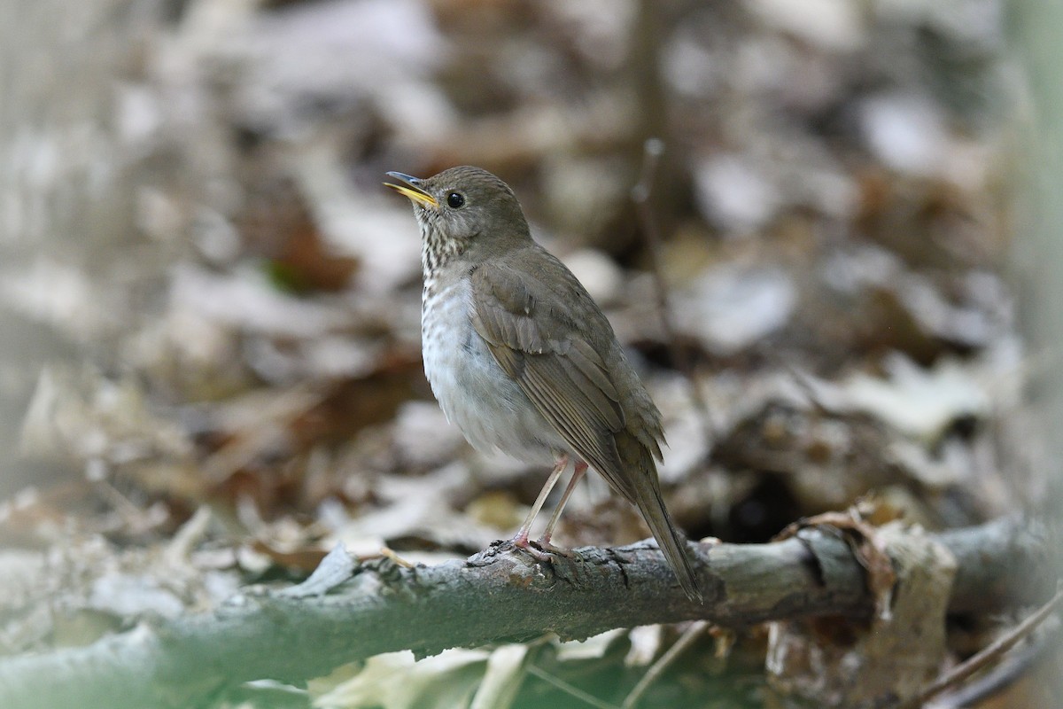 Bicknell's Thrush - ML610793863