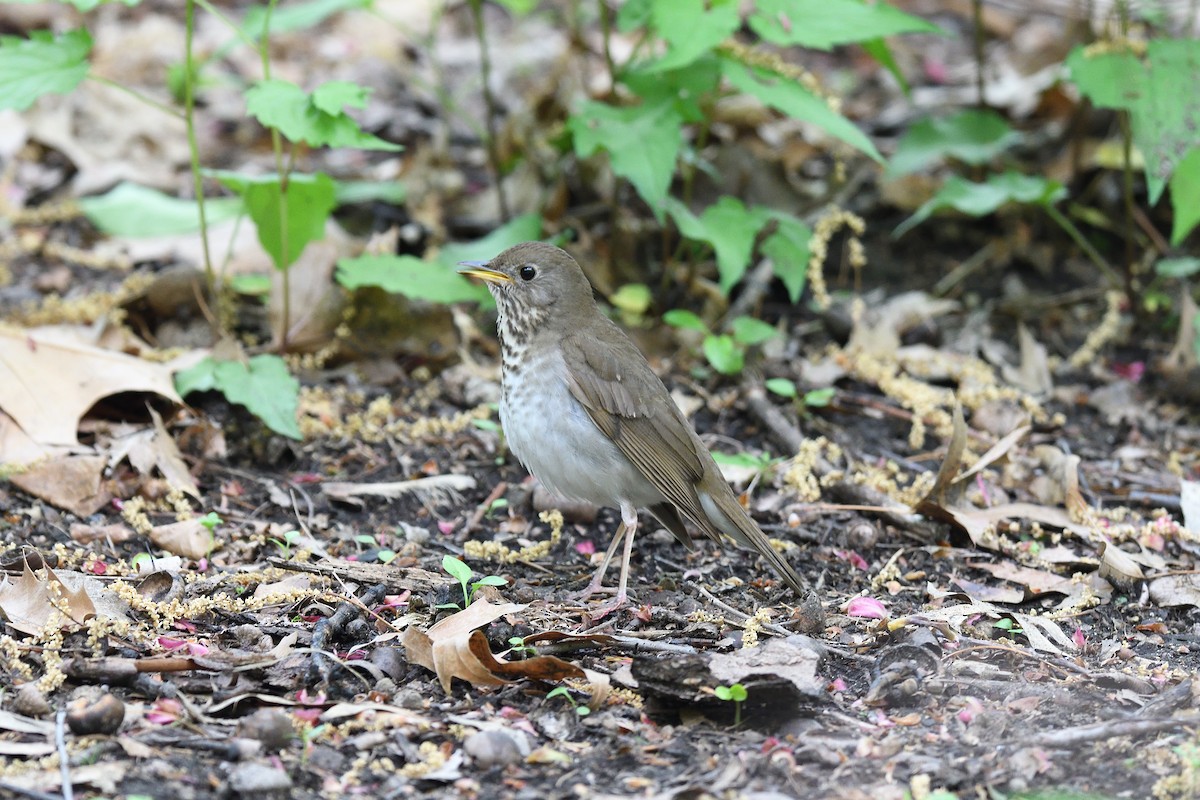 Bicknell's Thrush - ML610793864