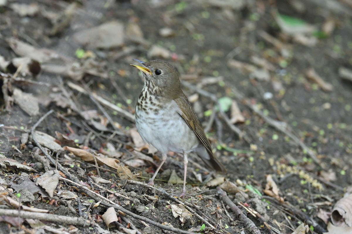 Bicknell's Thrush - terence zahner