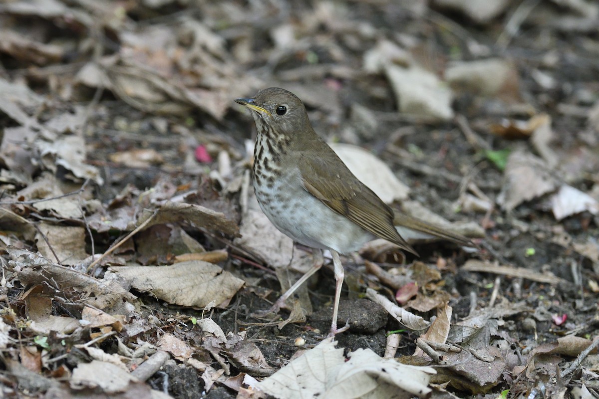 Bicknell's Thrush - ML610793866