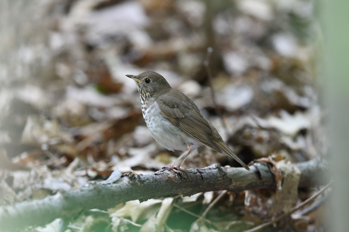 Bicknell's Thrush - ML610793867