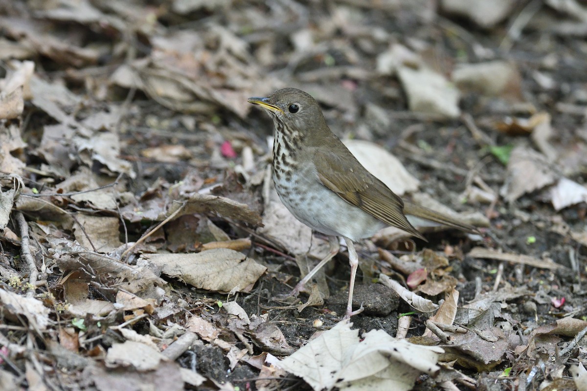 Bicknell's Thrush - ML610793868