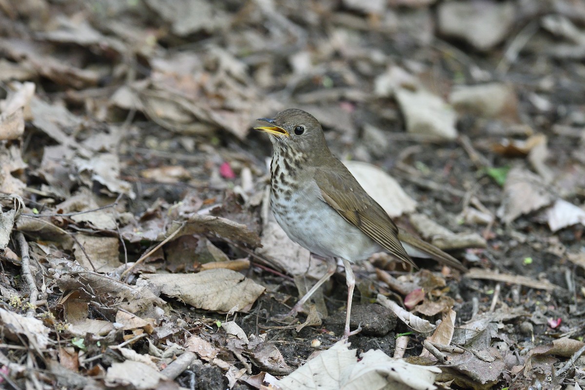 Bicknell's Thrush - ML610793869