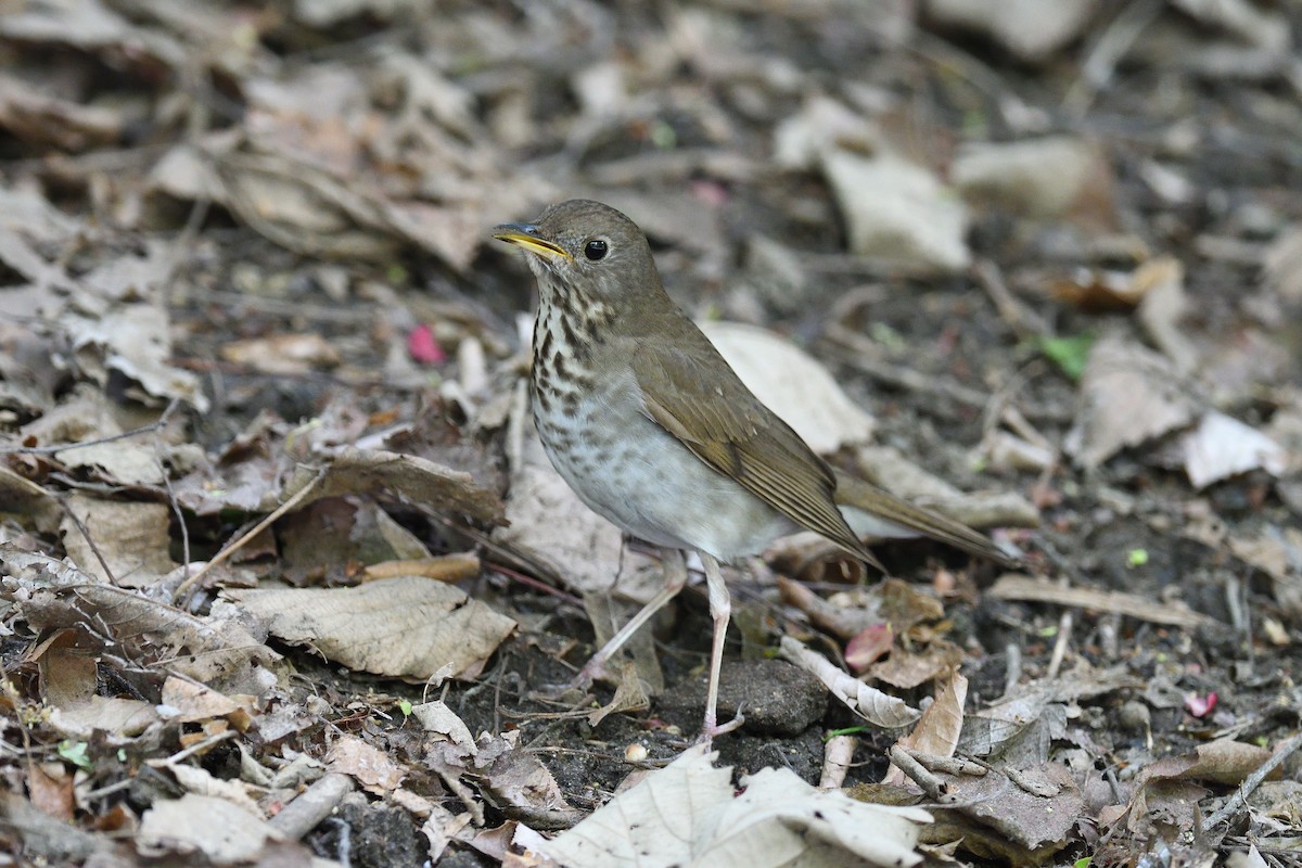 Bicknell's Thrush - ML610793870