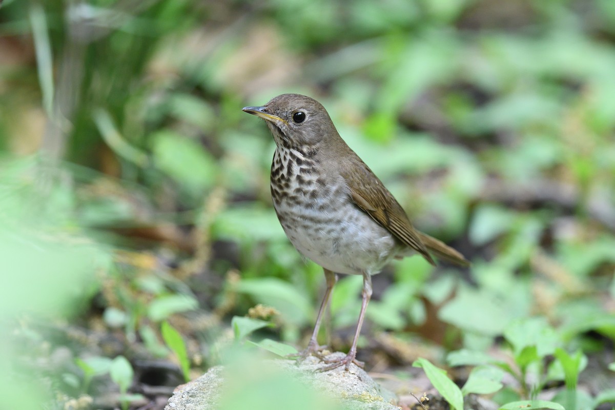 Bicknell's Thrush - ML610793871