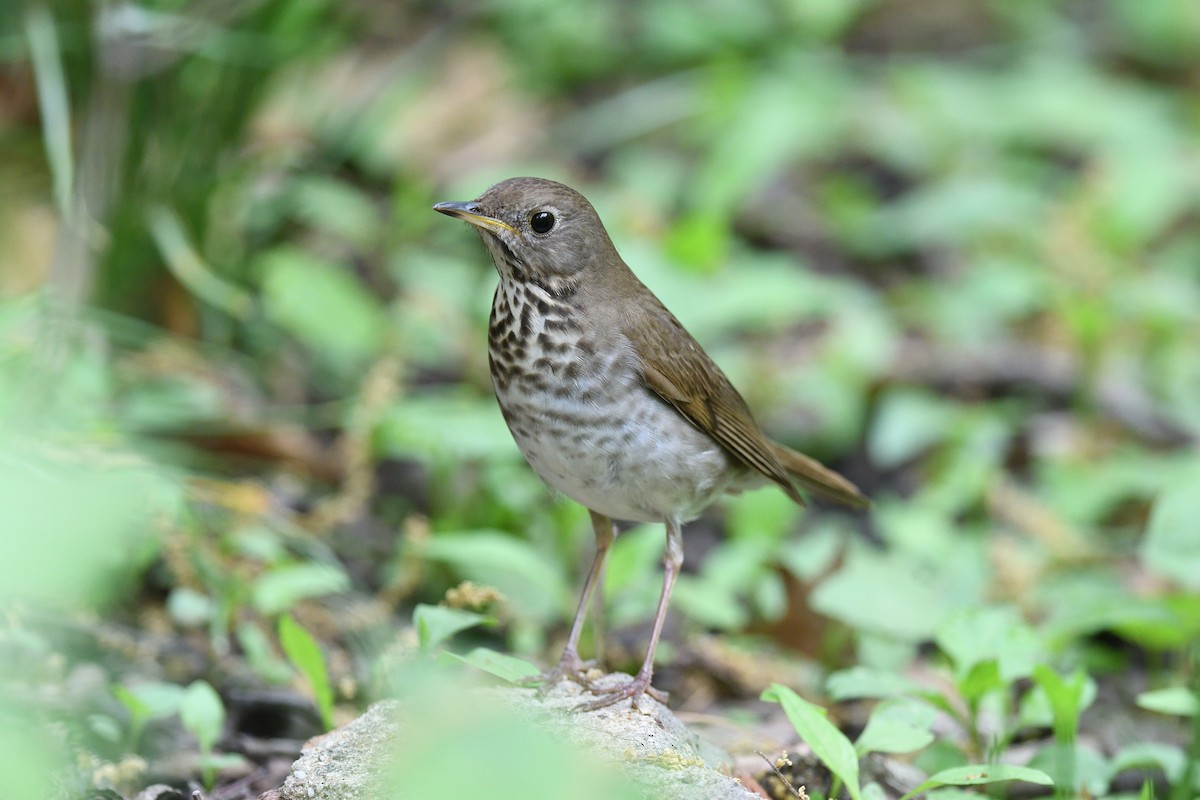 Bicknell's Thrush - ML610793872