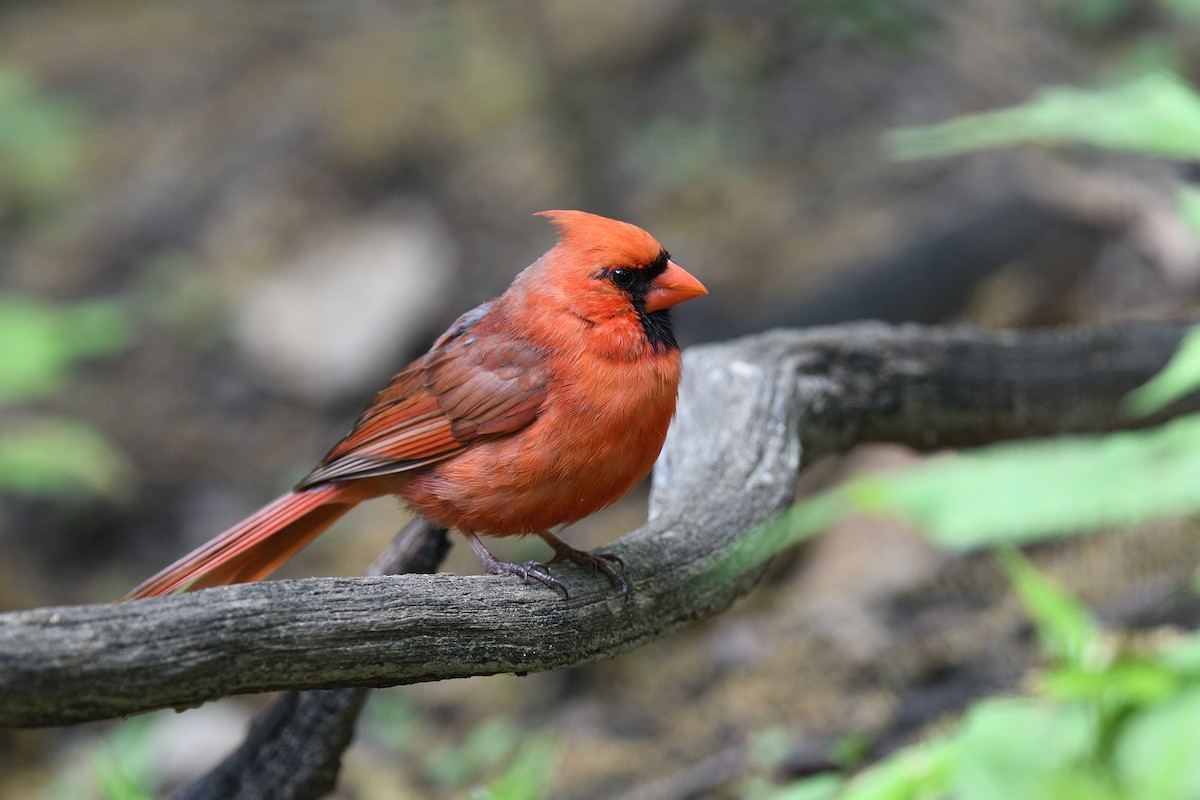 Northern Cardinal - ML610793876