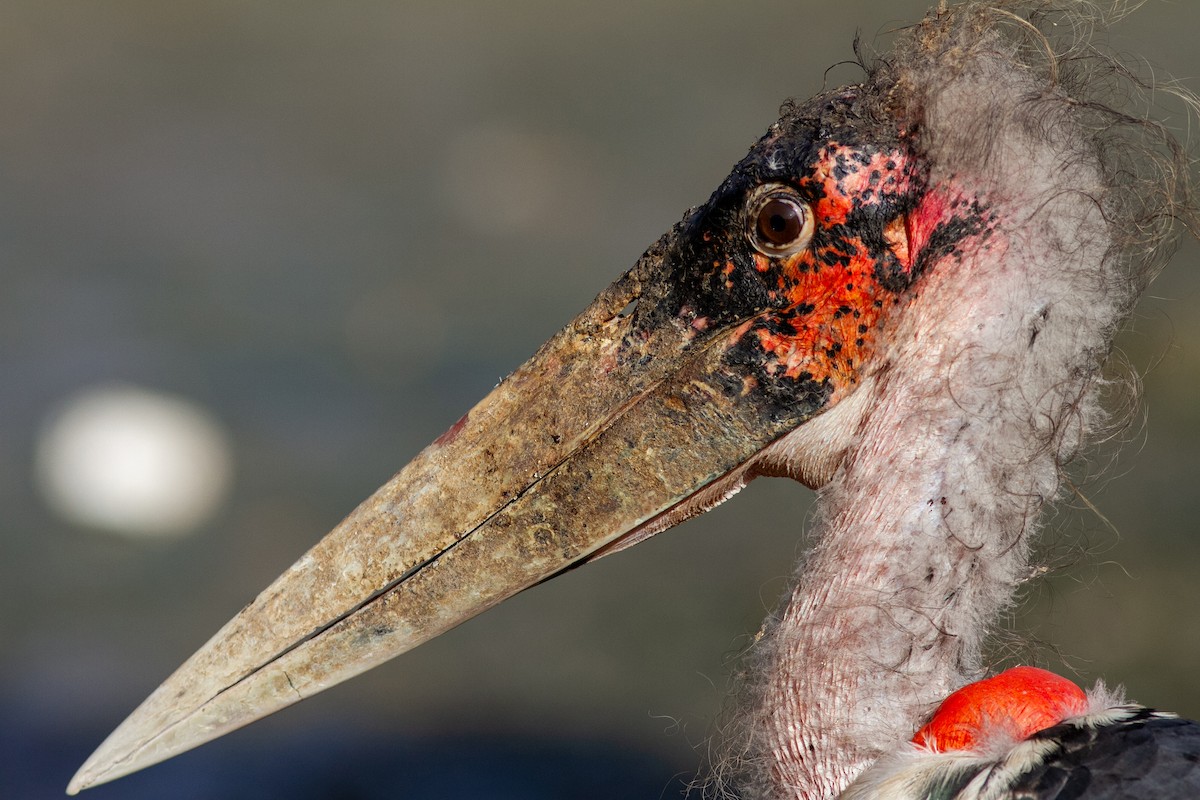 Marabou Stork - ML610793891