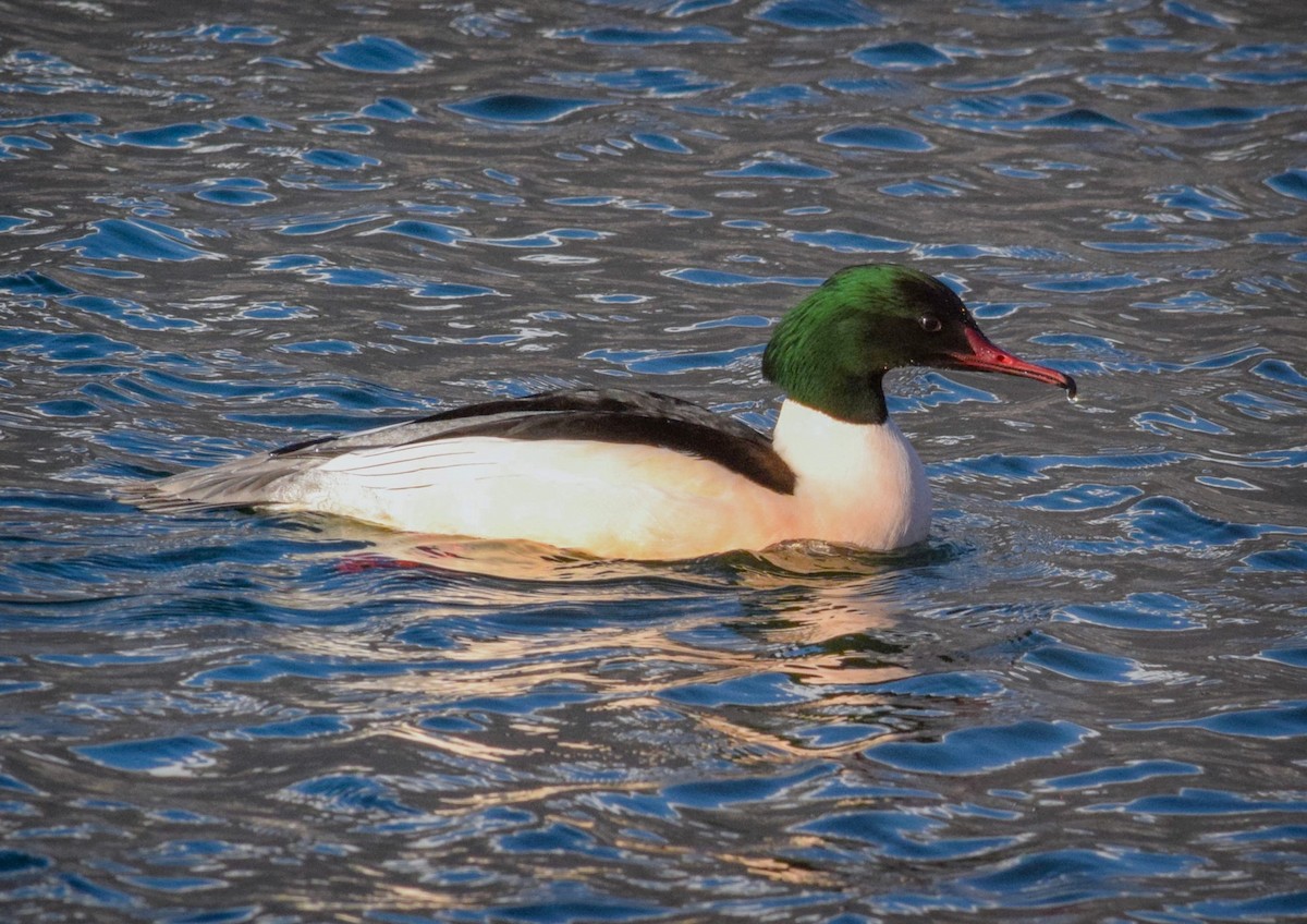 Common Merganser - ML610793923