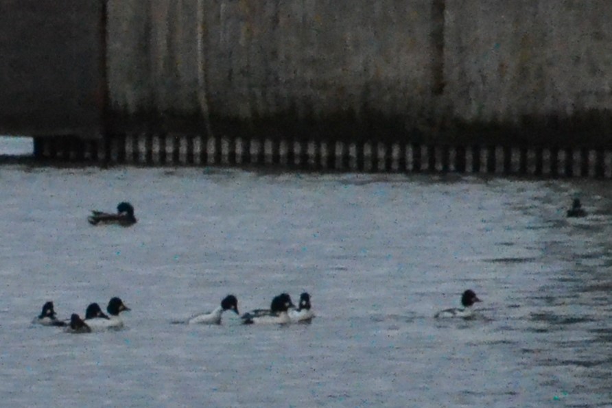 Common Goldeneye - ML610793973