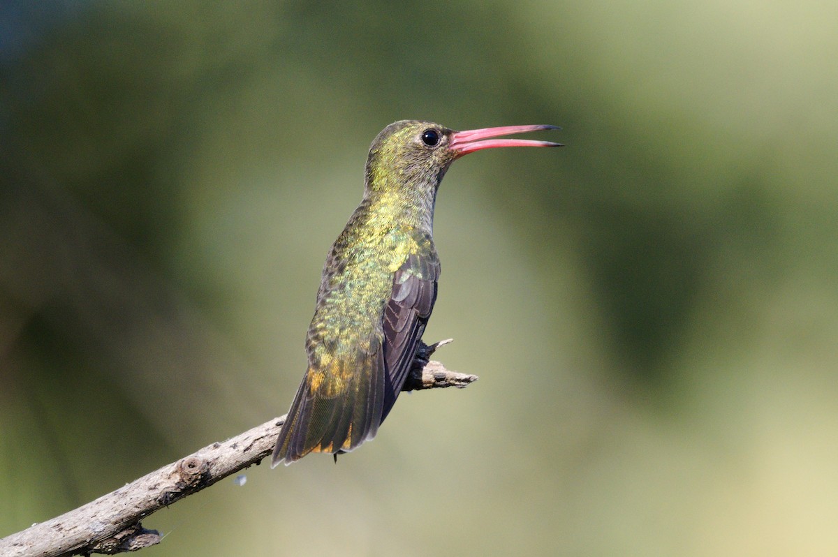 Gilded Hummingbird - ML610793996