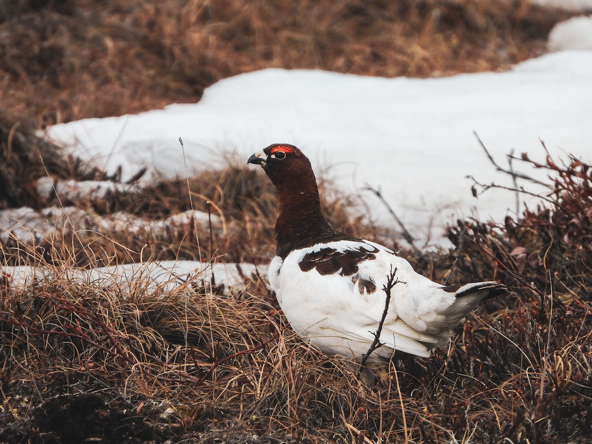 Willow Ptarmigan - Jacob Condon