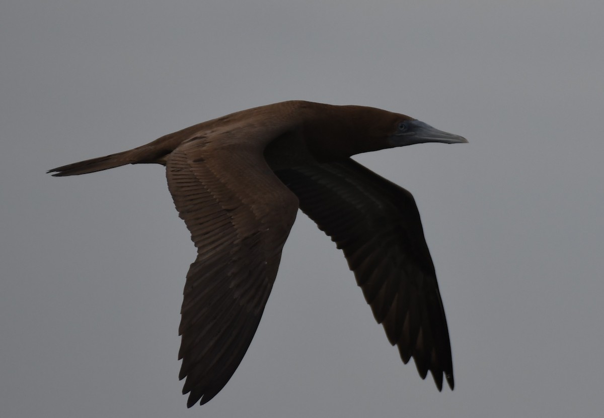 Brown Booby - ML610794029