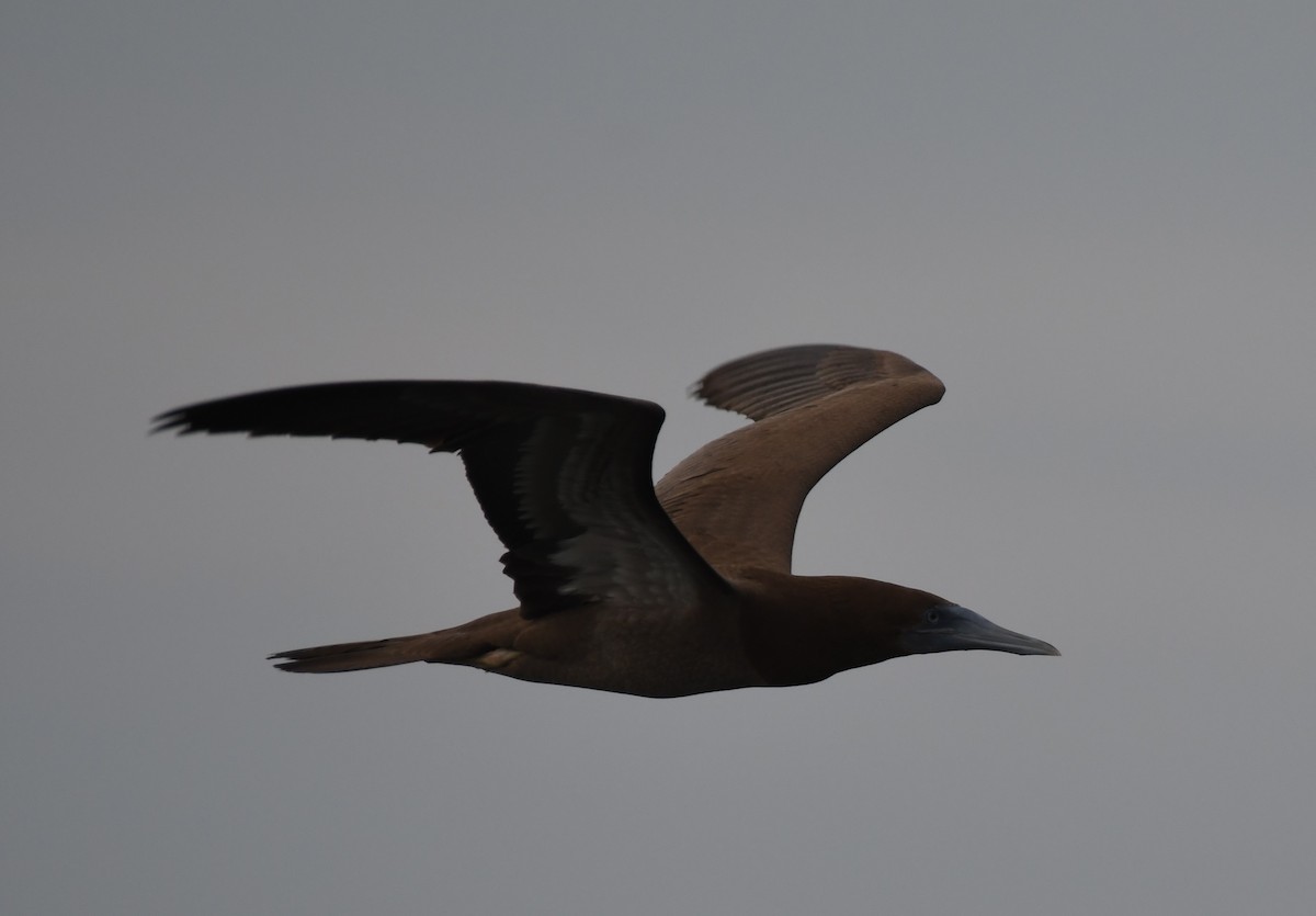 Brown Booby - ML610794030
