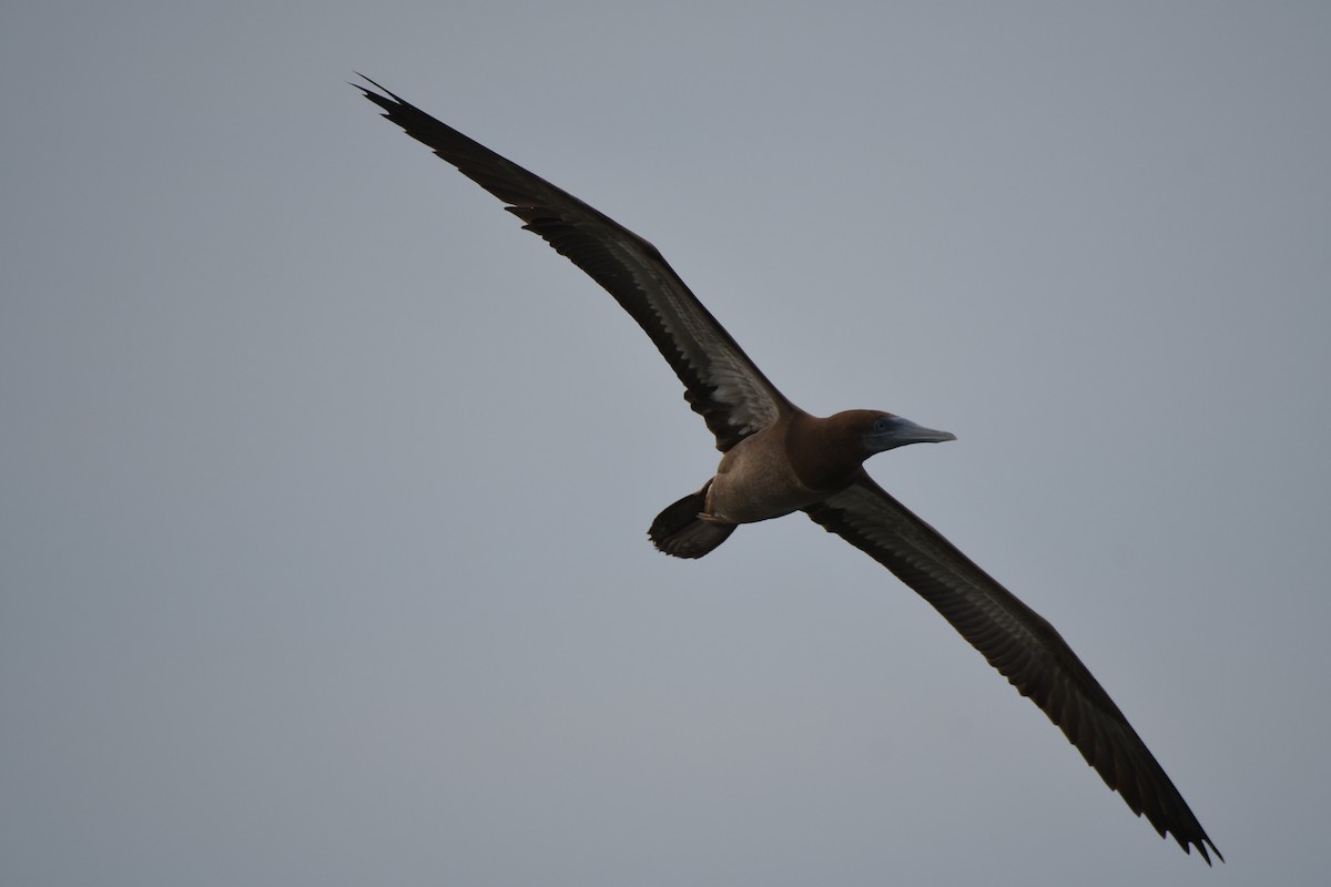 Brown Booby - ML610794032