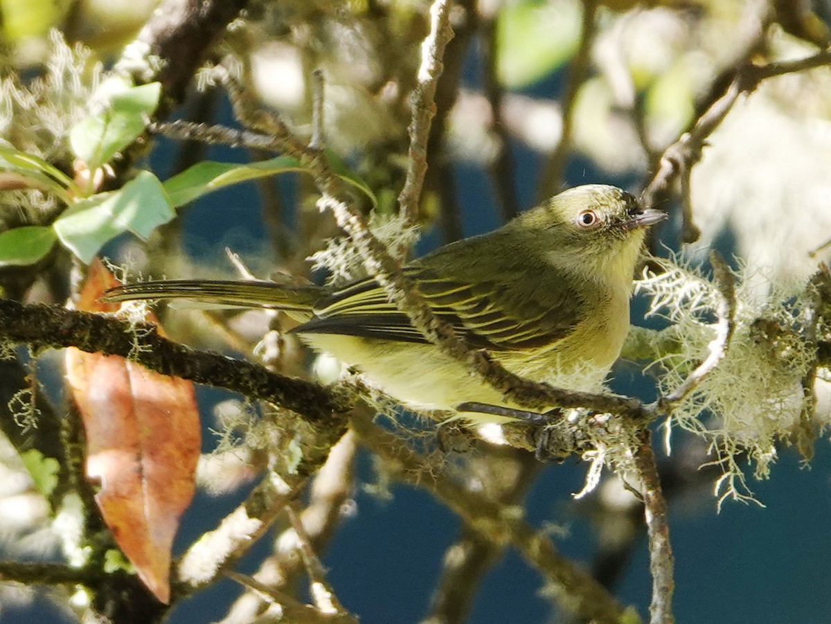Bolivian Tyrannulet - Barry Reed
