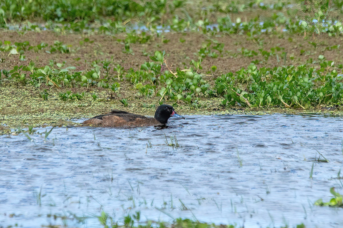 Black-headed Duck - ML610794138