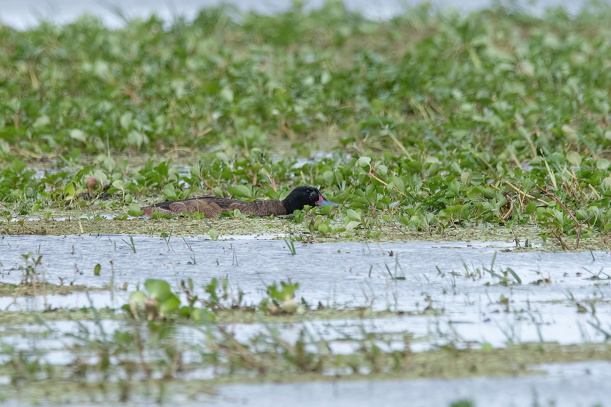 Black-headed Duck - ML610794140