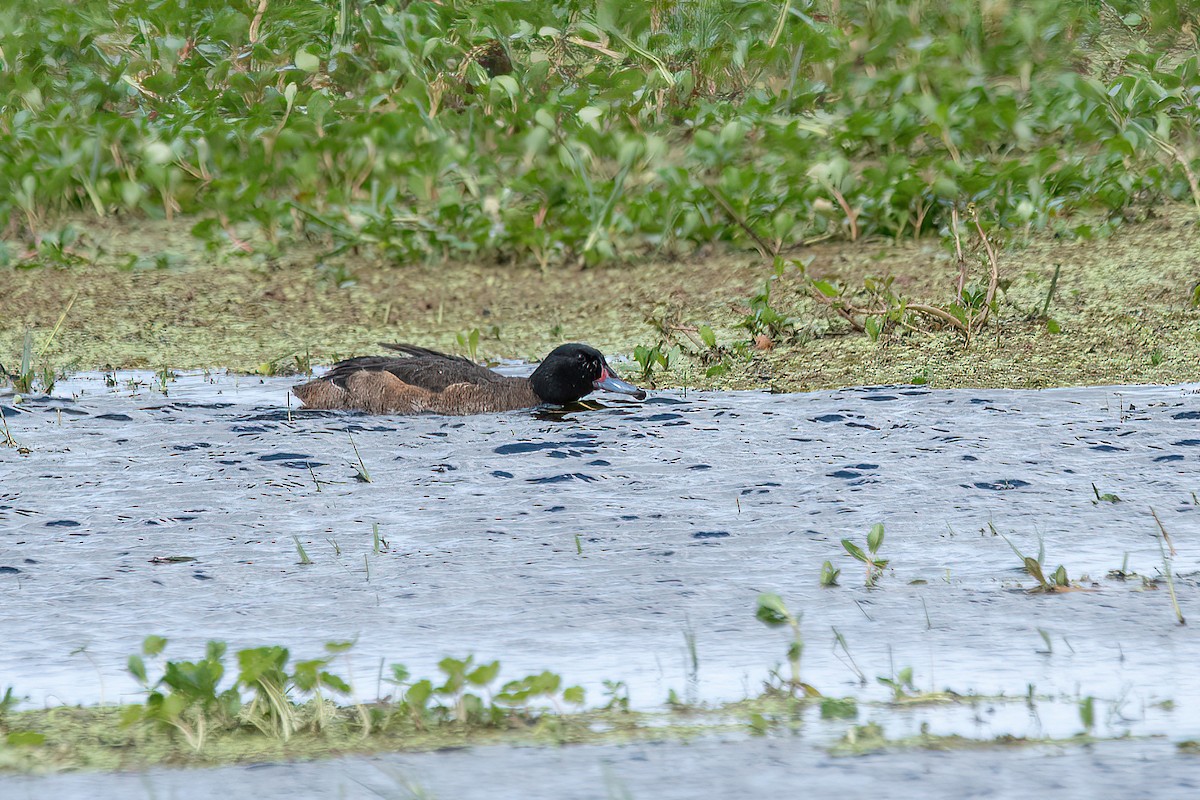 Black-headed Duck - ML610794142