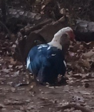Muscovy Duck (Domestic type) - ML610794200