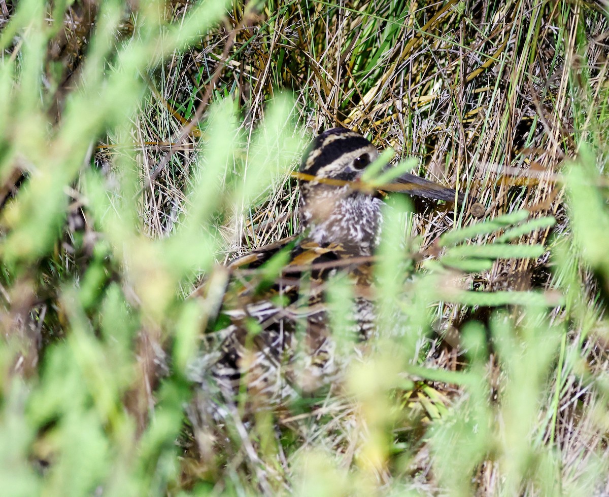 Giant Snipe - Cristina Rappa