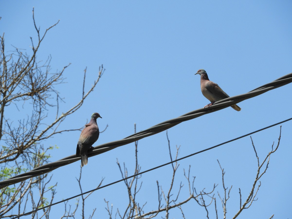 Pale-vented Pigeon - ML610794267