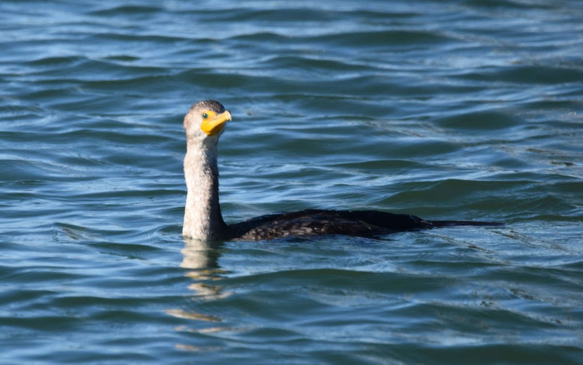 Double-crested Cormorant - Jonathan Snyder