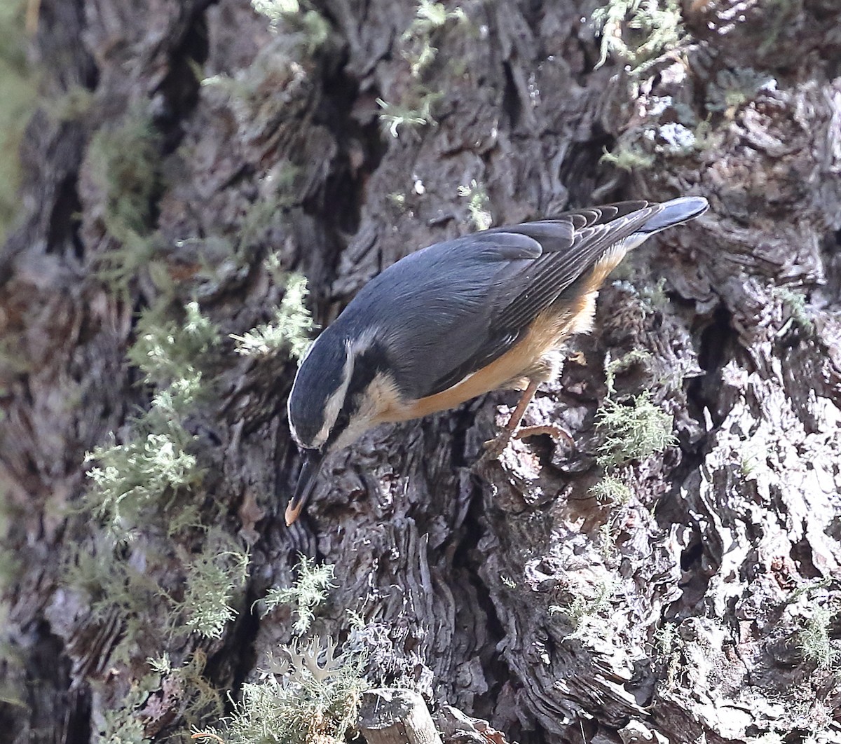 Red-breasted Nuthatch - ML610794335