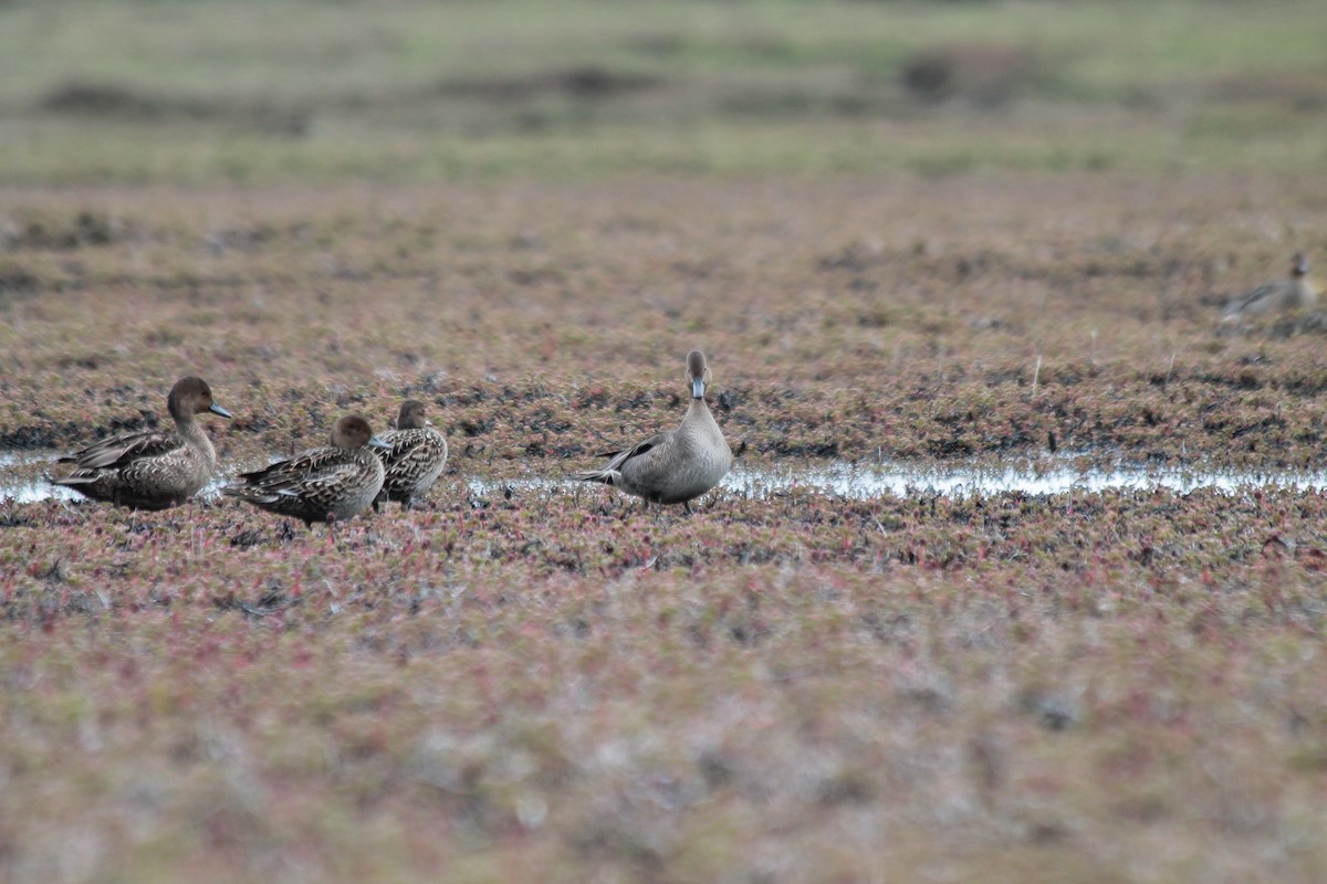 Eaton's Pintail - ML610794383