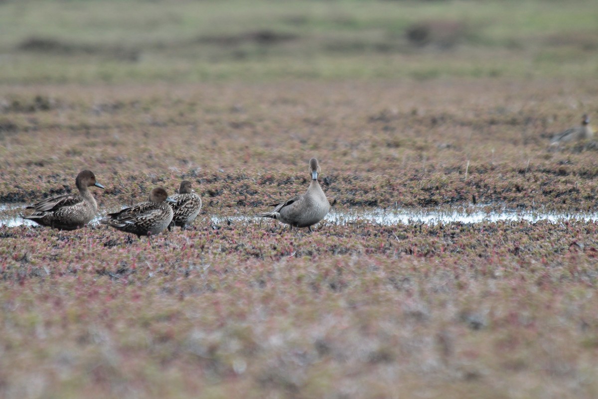 Kerguelen Kılkuyruğu - ML610794383