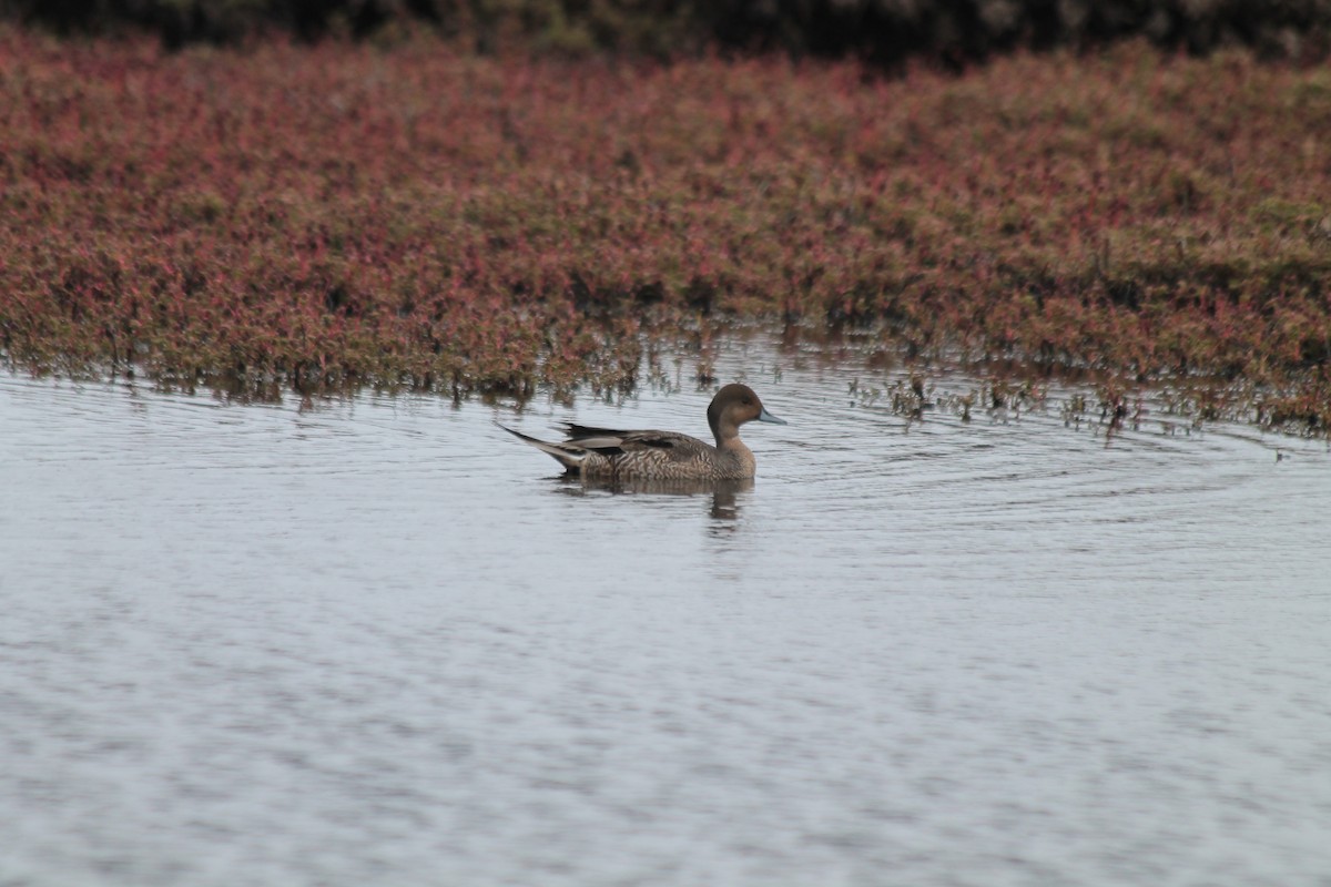 Eaton's Pintail - ML610794384