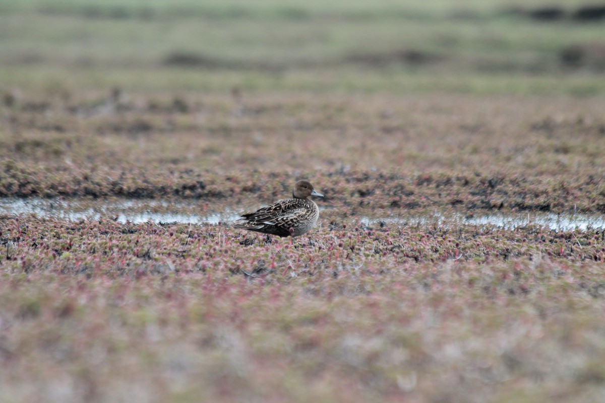 Kerguelen Kılkuyruğu - ML610794385