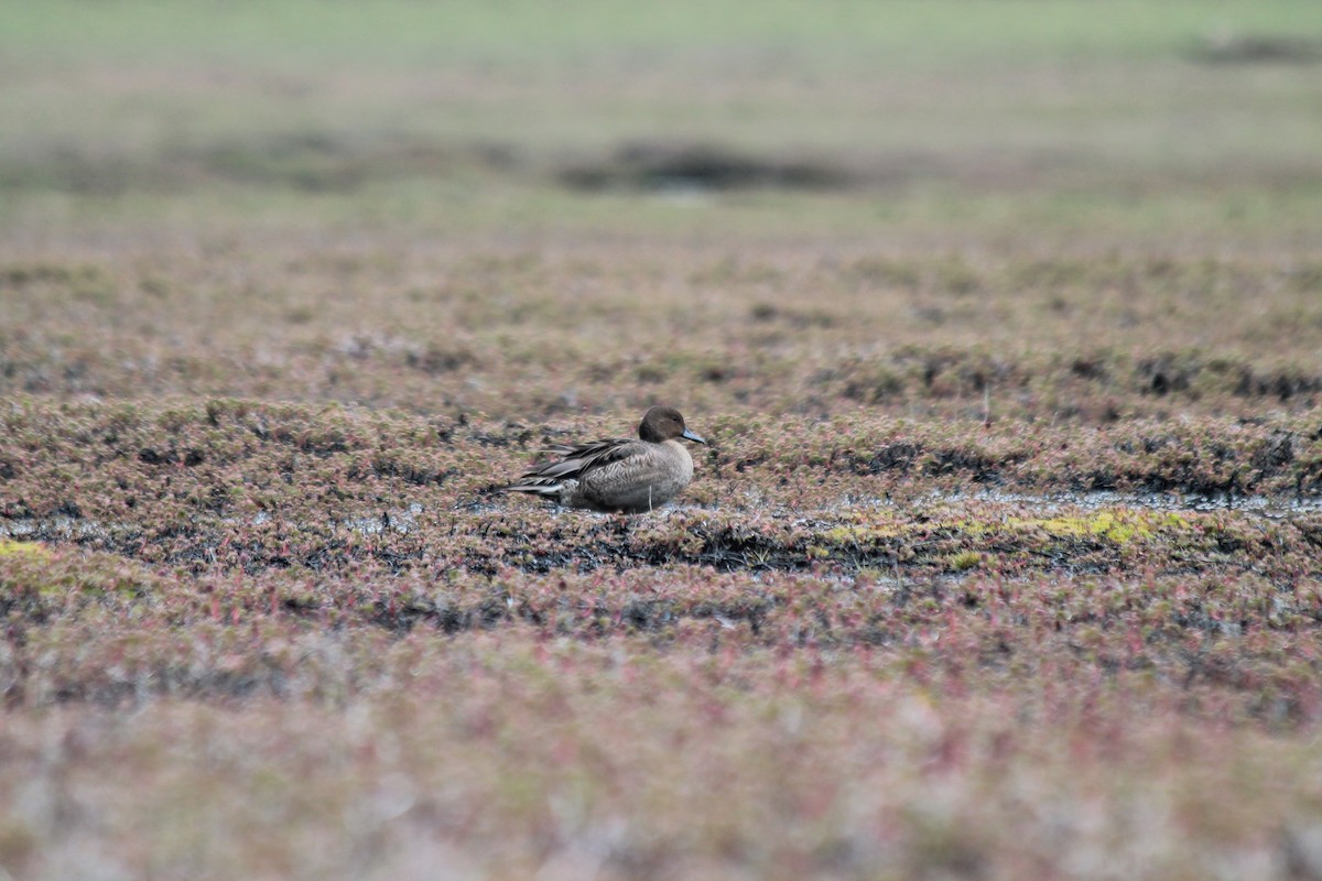 Eaton's Pintail - ML610794387