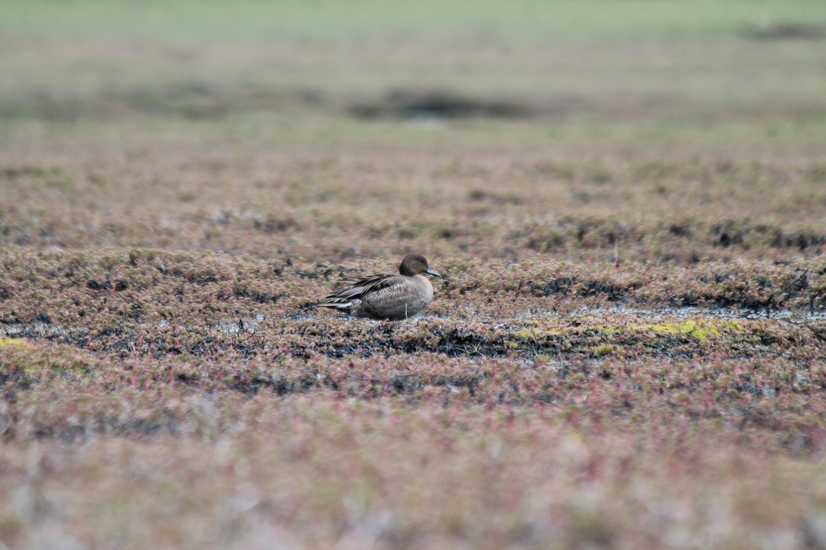 Eaton's Pintail - ML610794387