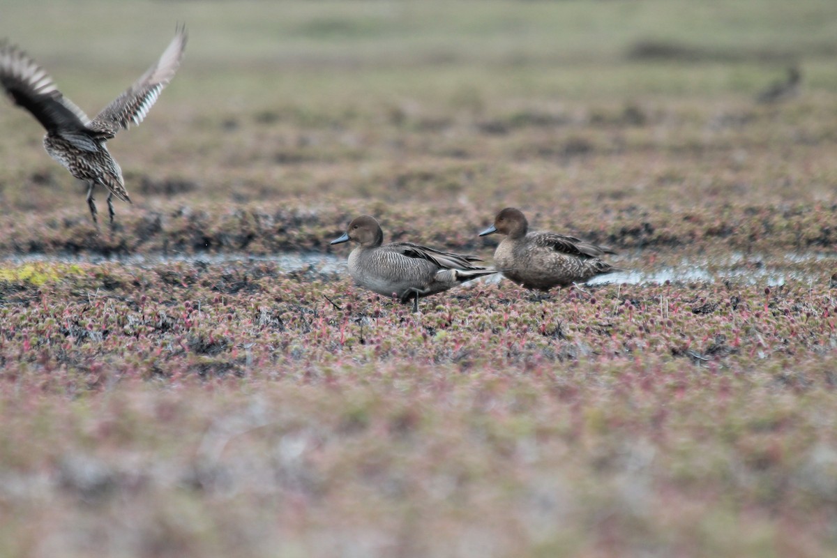 Eaton's Pintail - ML610794389