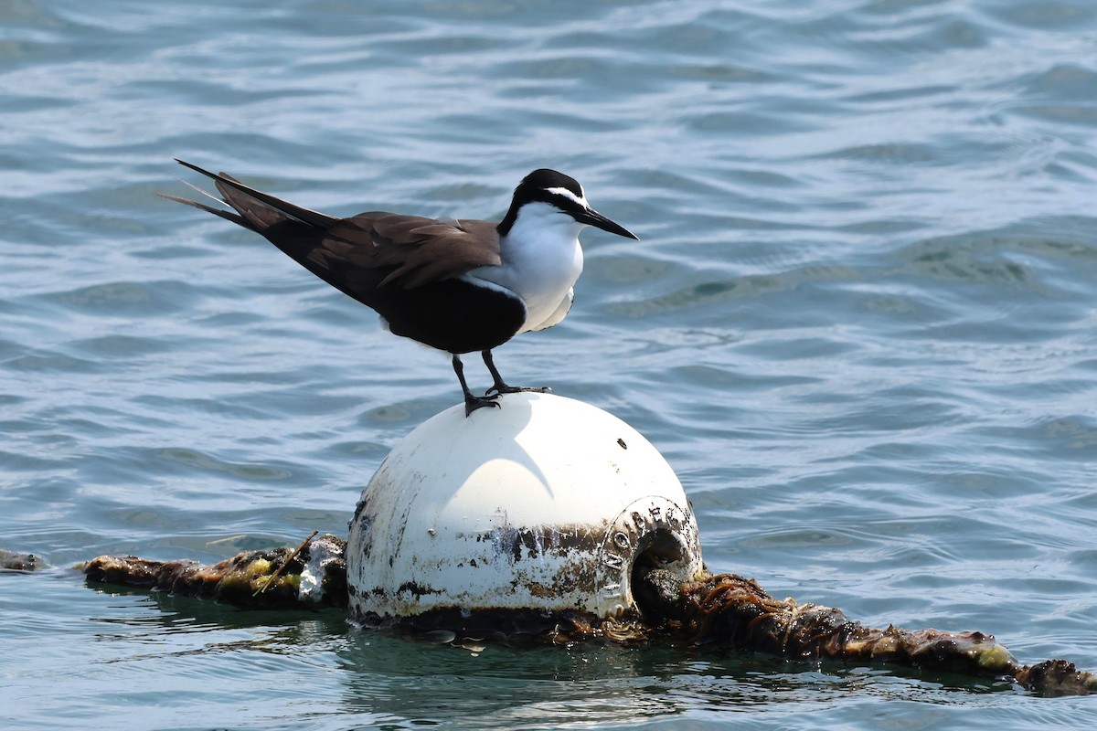 Bridled Tern - Mark and Angela McCaffrey