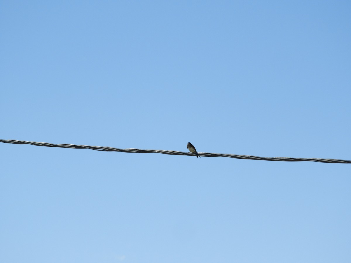 Gray-breasted Martin - Silvia Enggist